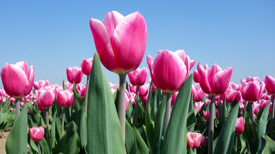 tulips.jpg
